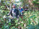 Ветераны броуновского движения по бамбуку